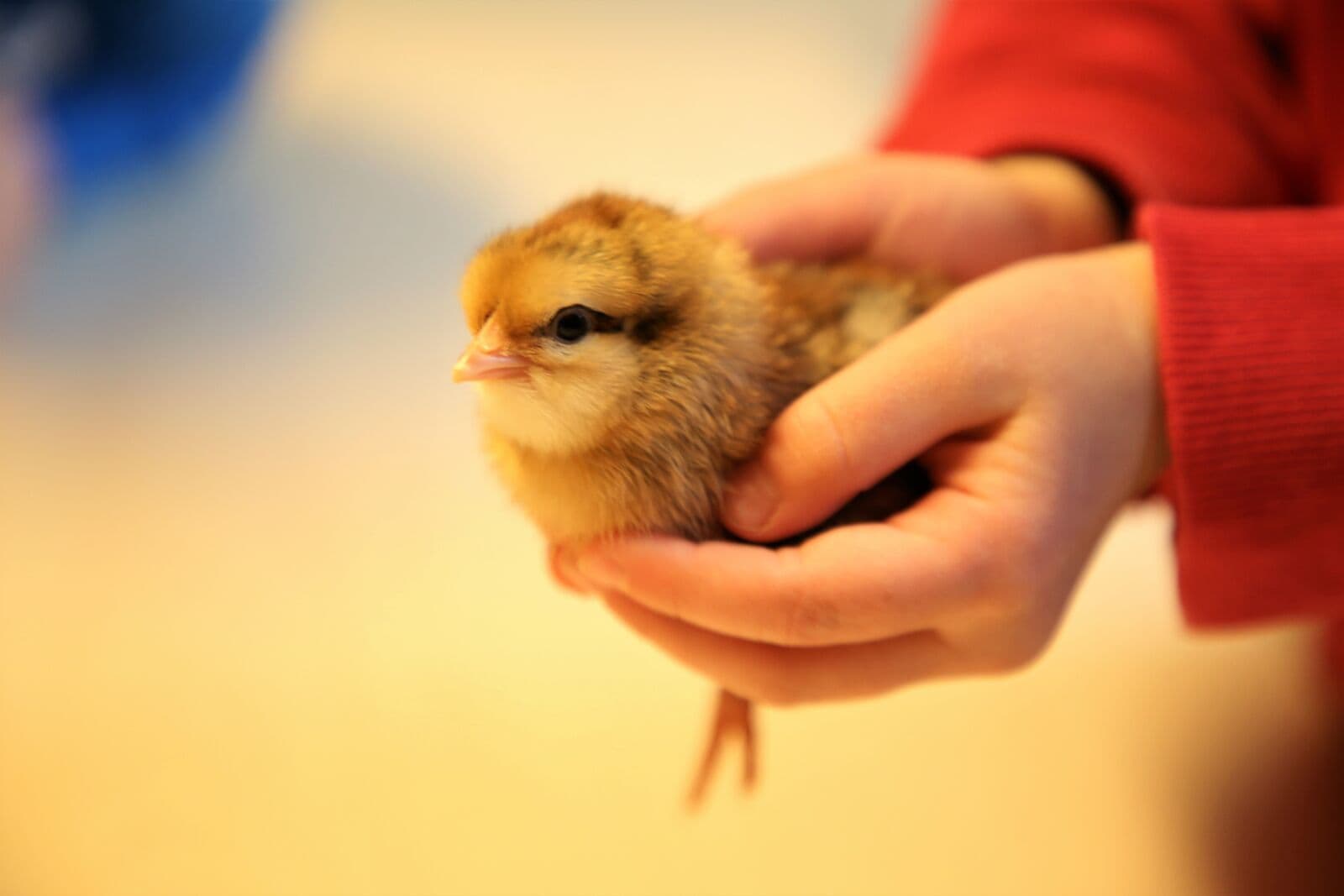 klein & groß: Hühner aufwachsen sehen